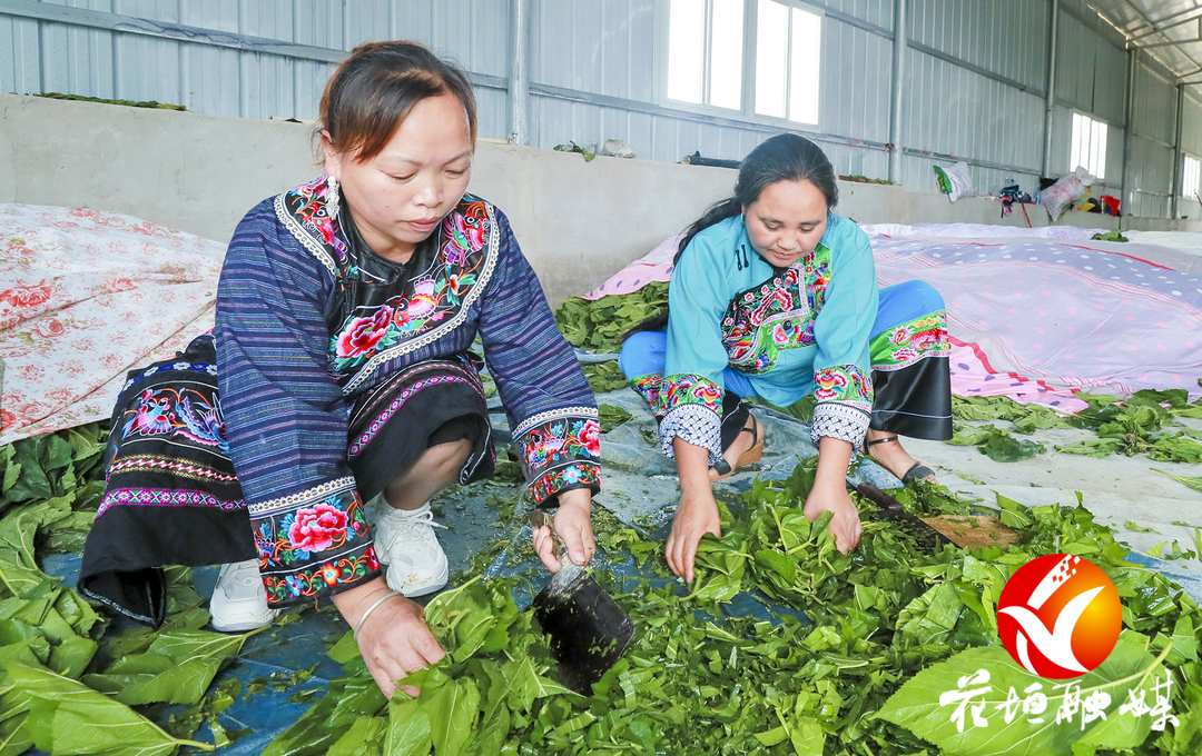 破茧成蝶——花垣县民乐镇响水村种桑养蚕记