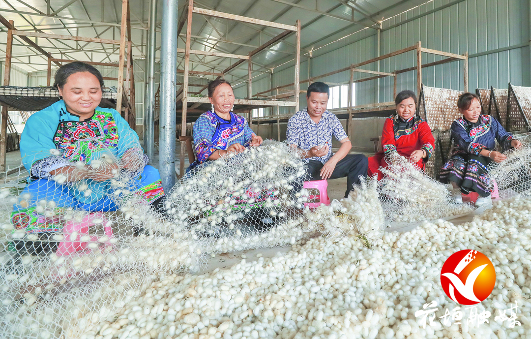 破茧成蝶——花垣县民乐镇响水村种桑养蚕记