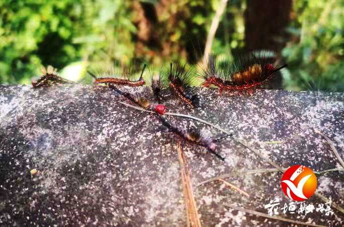 花垣无人机防治松茸毒蛾