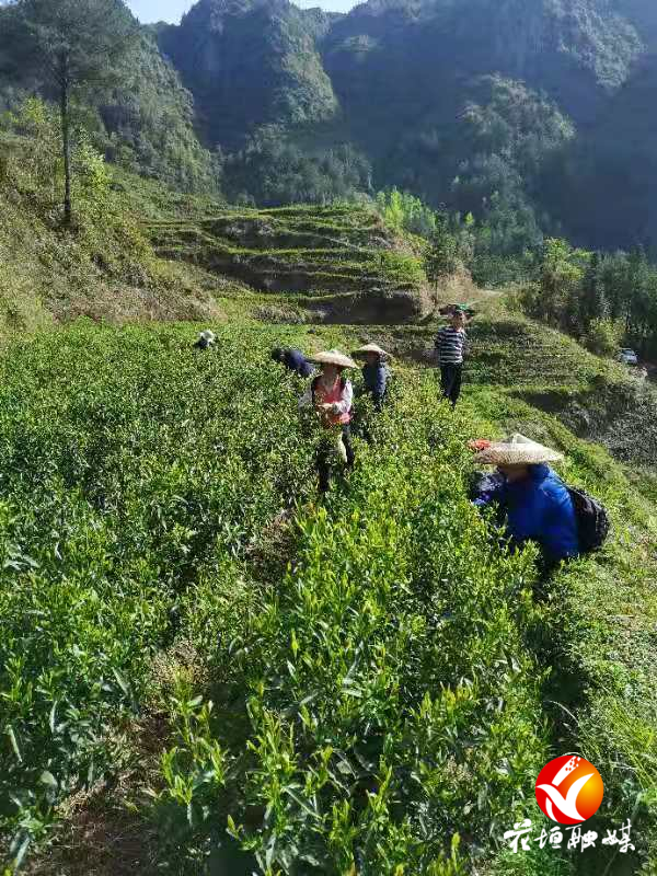 民樂鎮:產業百花齊放 築牢鄉村振興基礎 - 花垣縣 - 新湖南