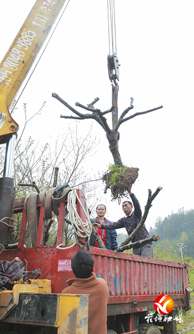 绿染苗寨党旗红——花垣县组织系统和麻栗场镇党员干部义务植树侧记