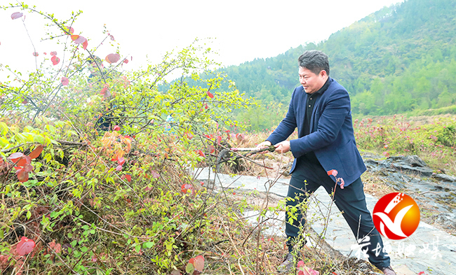 绿染苗寨党旗红——花垣县组织系统和麻栗场镇党员干部义务植树侧记