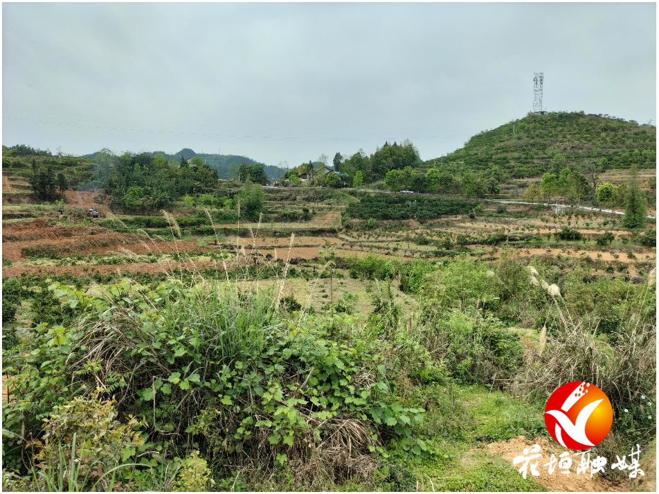 大塘坪村：因地制宜 构建产业发展新格局