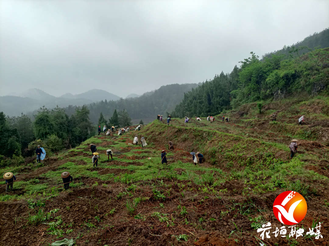 民乐镇：抓实“两茶一叶”产业发展 全面助推乡村振兴