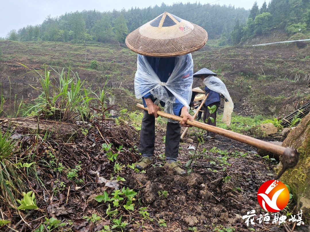 民乐镇：抓实“两茶一叶”产业发展 全面助推乡村振兴