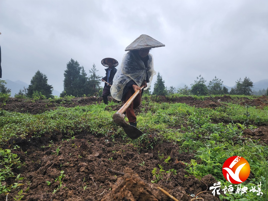民乐镇：抓实“两茶一叶”产业发展 全面助推乡村振兴