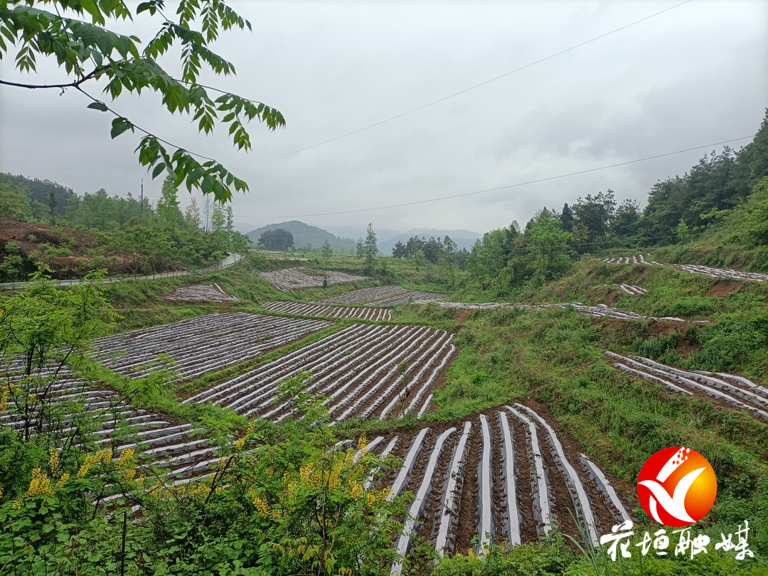 民乐镇：抓实“两茶一叶”产业发展 全面助推乡村振兴