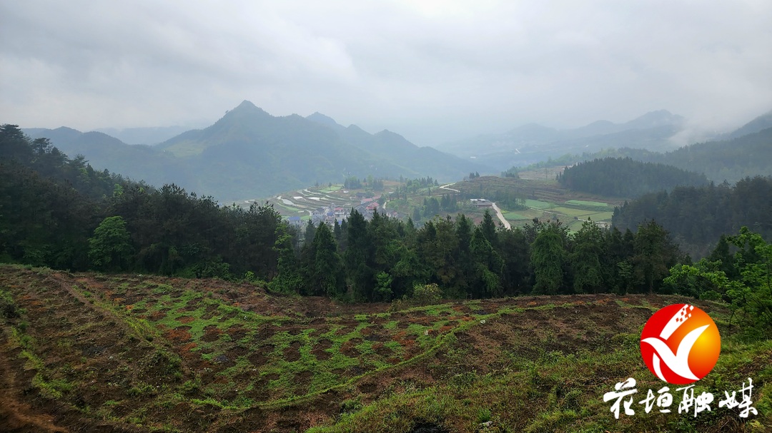 民乐镇：抓实“两茶一叶”产业发展 全面助推乡村振兴