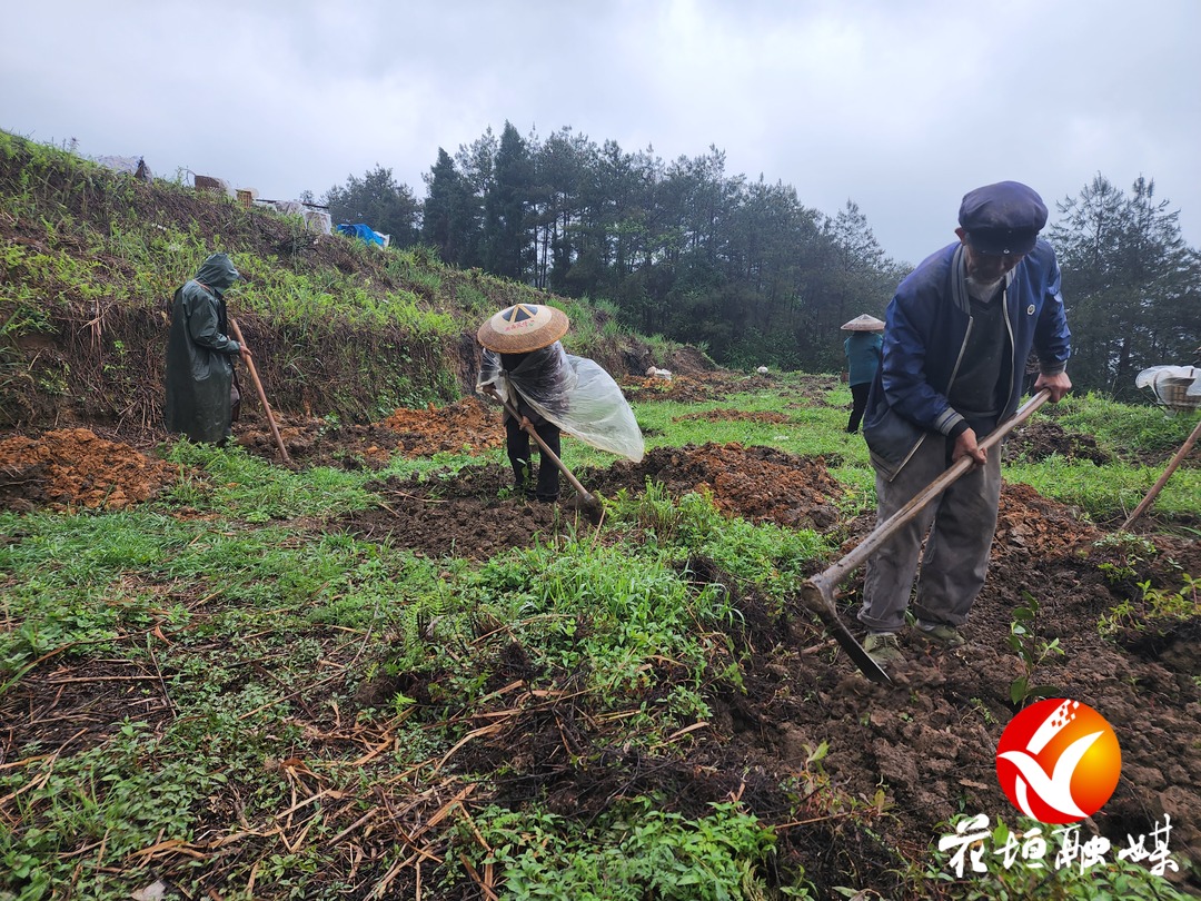 民乐镇：抓实“两茶一叶”产业发展 全面助推乡村振兴