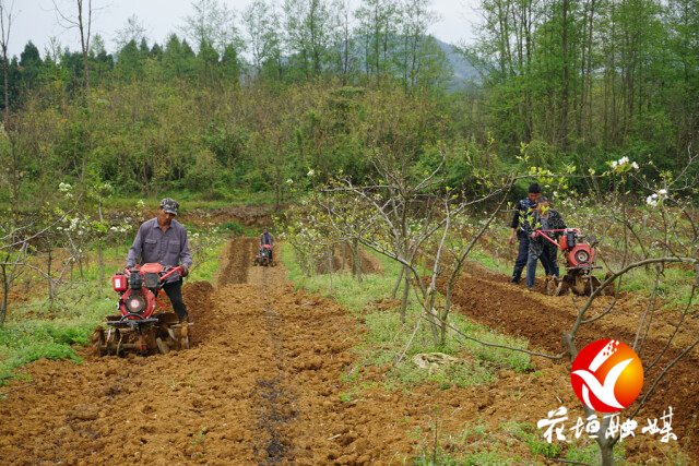 喜迎二十大·乡村振兴进行时︱产业振兴激活紫霞“一池春水”