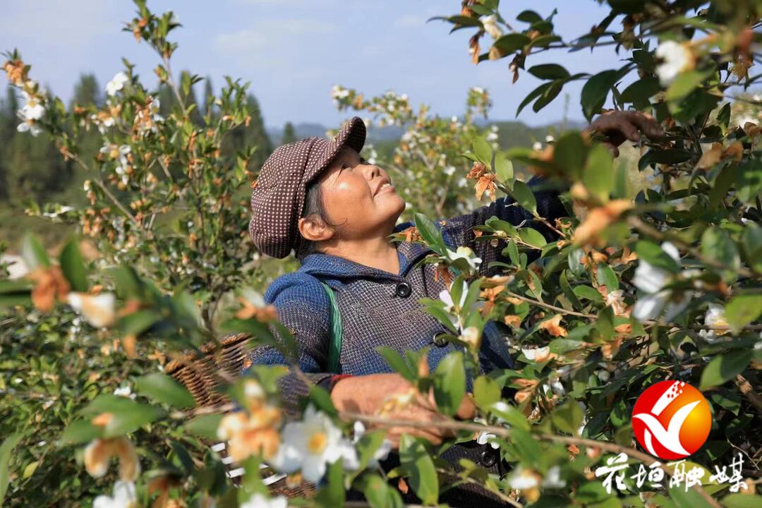 在務哨種養專業合作社500畝油茶種植基地,漫山遍野的油茶樹枝繁葉茂