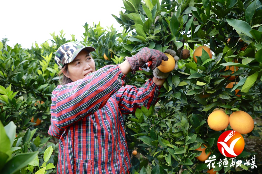 “橙果”喜人!花垣县大塘坪村脐橙丰收 - 湘西 - 新湖南