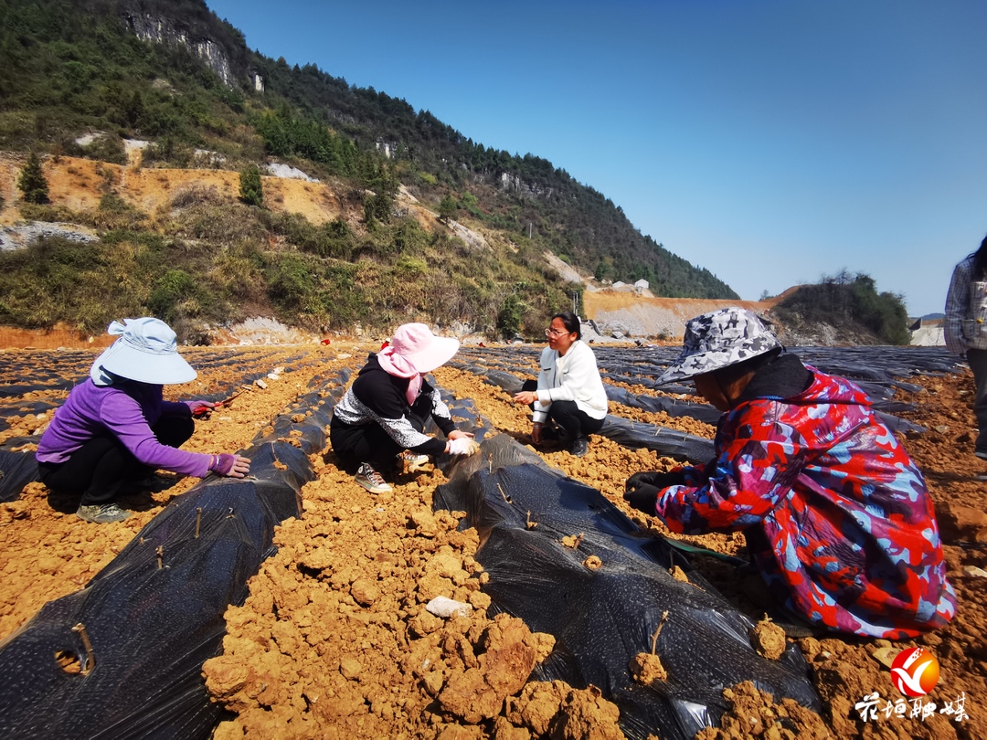 龙潭镇：大力发展莓茶种植 实现多种效益叠加
