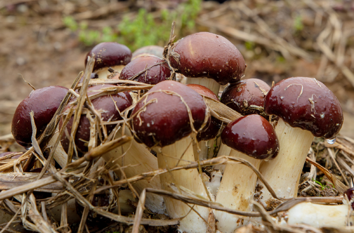 长乐新“菇”事：“名蘑”赤松茸试种成功