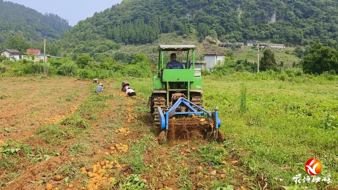 花垣鎮(zhèn)獅子橋村：土豆變“金豆?”  致富有奔頭