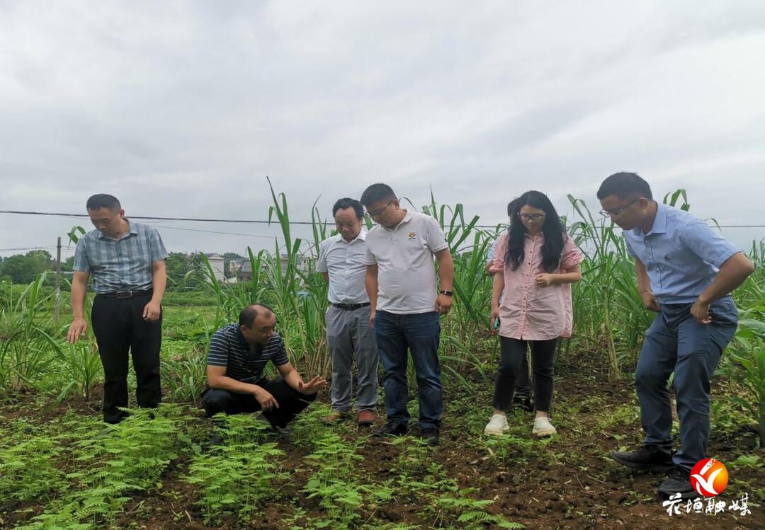 土肥专家赴花垣县开展绿肥种植利用科技服务