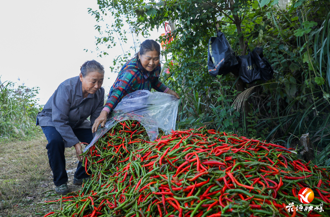 边城镇南太村：火红辣椒喜丰收