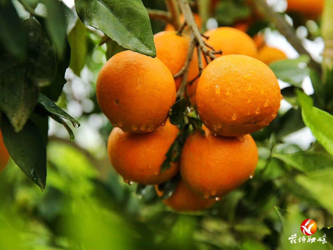 甜蜜來襲！花垣200畝“紅美人”柑橘成熟上市