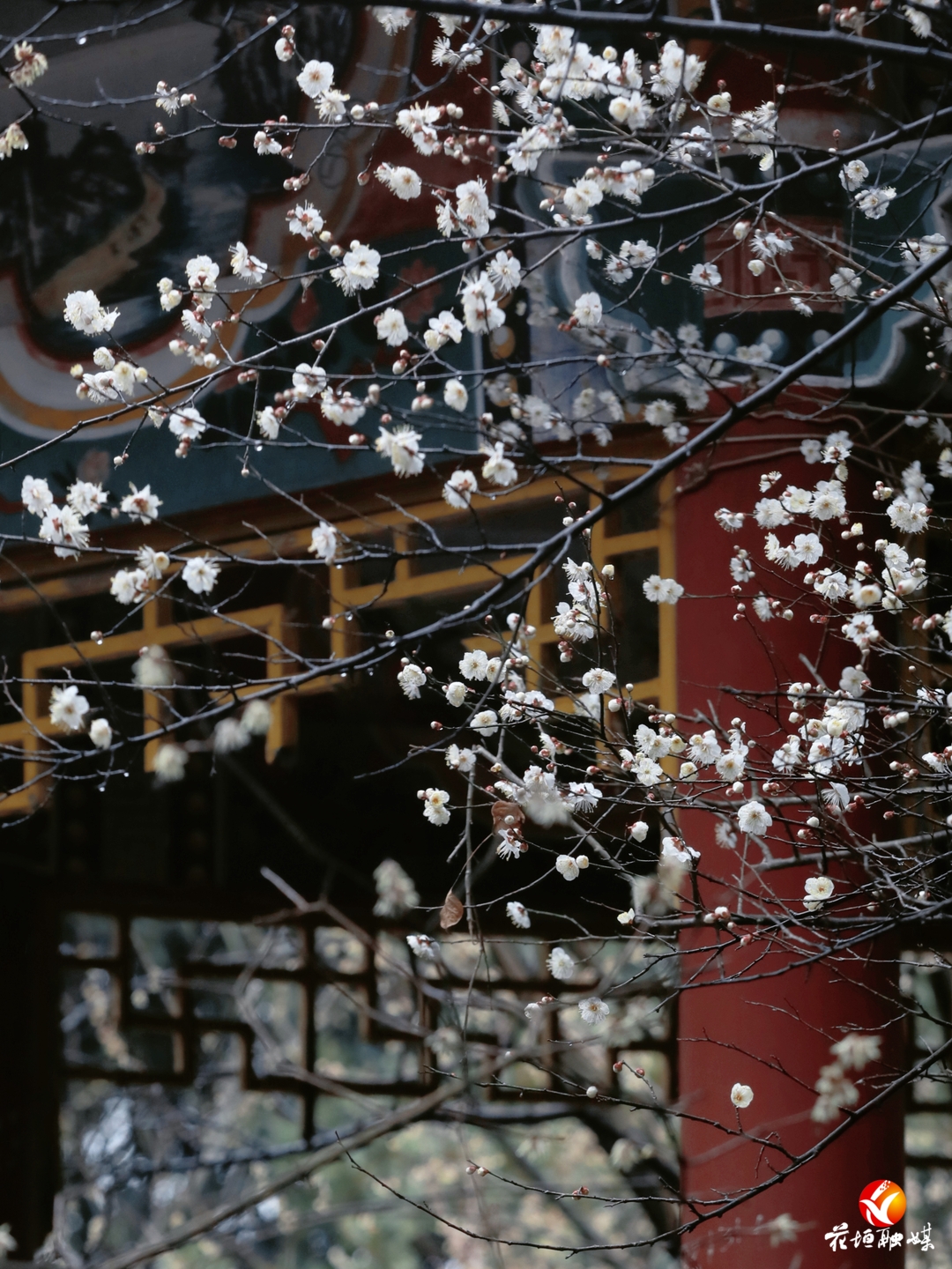 圖集 | 梅花綻放，快來賞限時“梅”景！