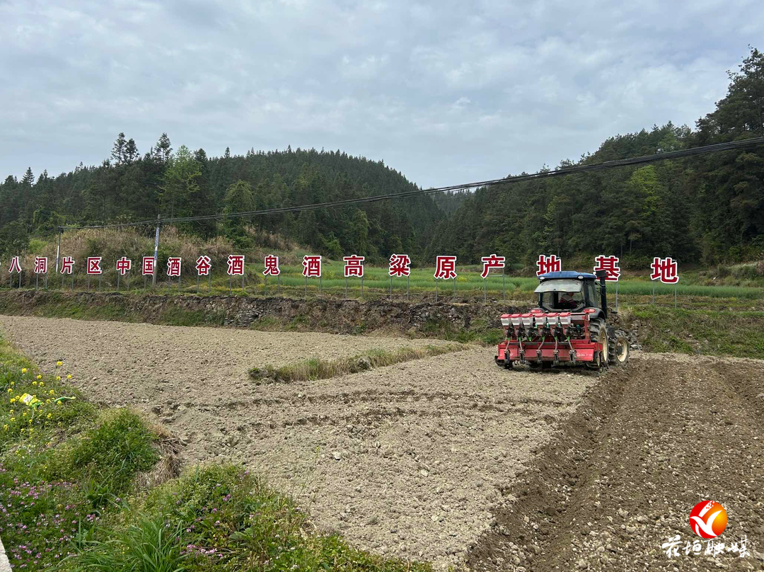 花垣：种植红高粱 “酿造” 致富路