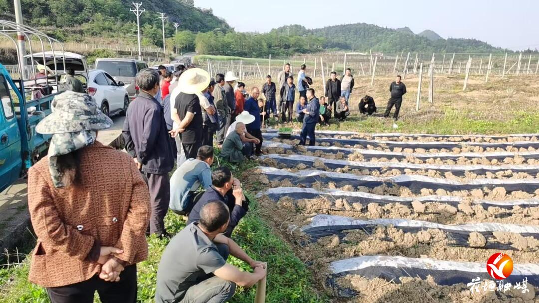 补抽乡：田间课堂“授技” 烟农“取经”忙