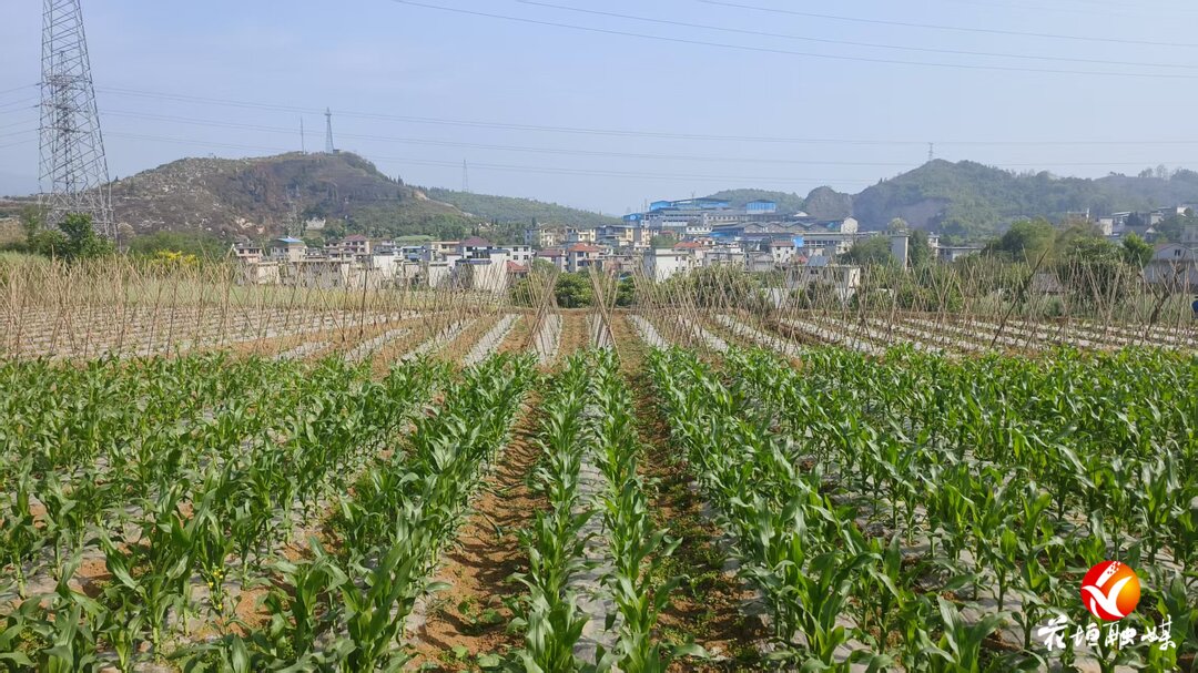 花垣镇望城村：特色产业铺就致富路