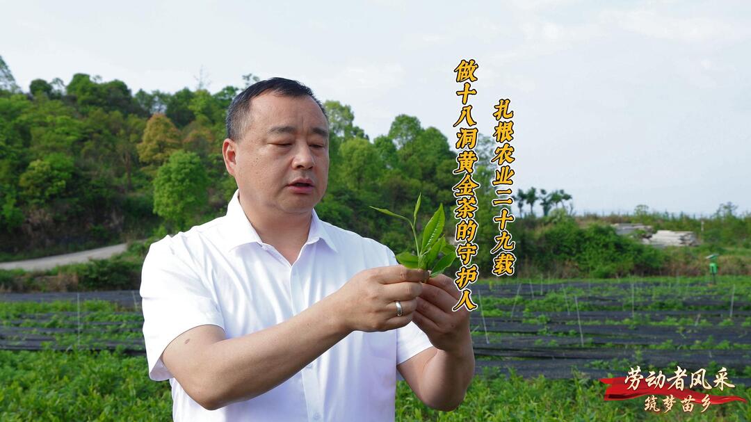 【劳动者风采·筑梦苗乡】黄纯勇：扎根农业二十九载，做“十八洞黄金茶”的守护人