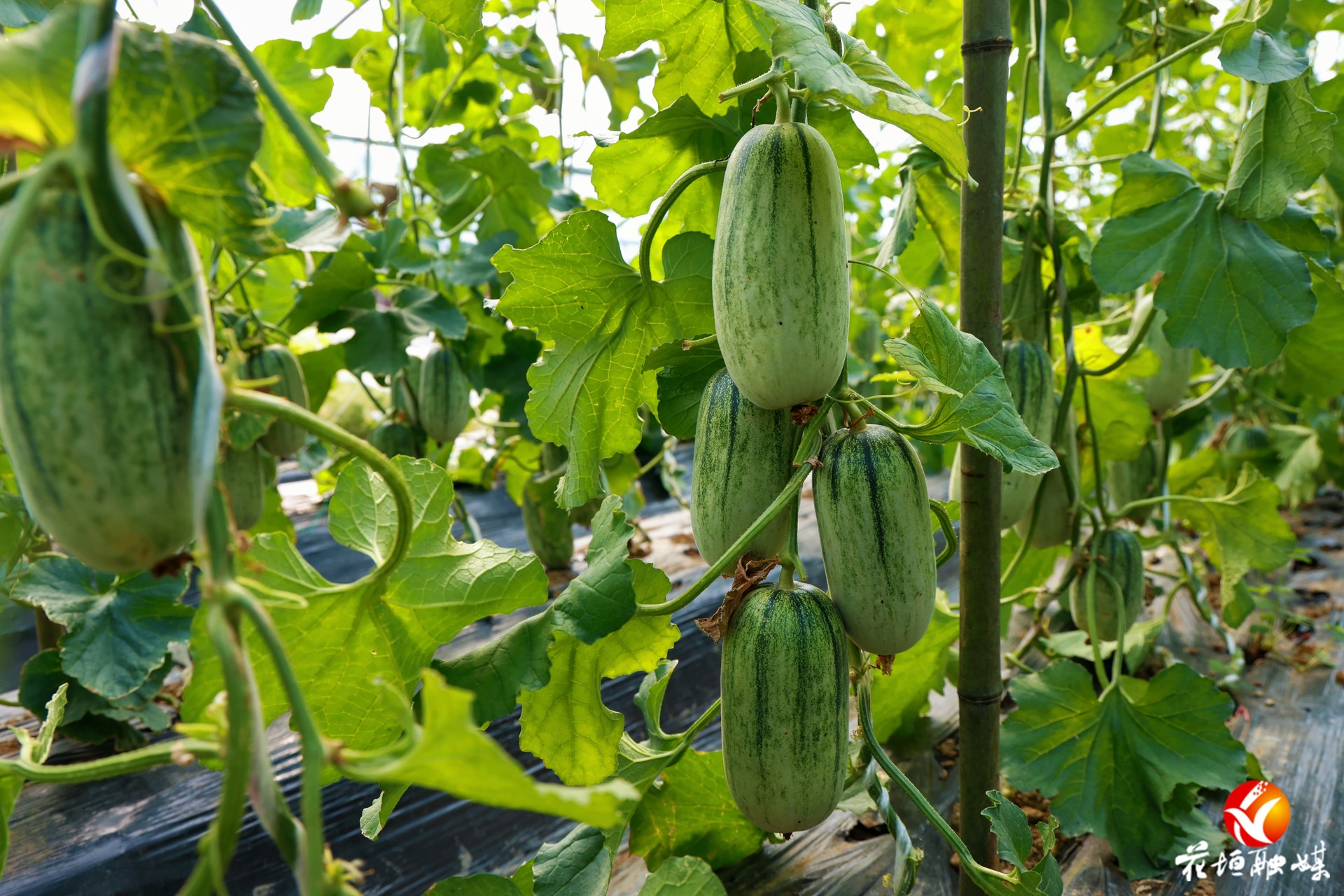 清脆“羊角”挂满藤！花垣镇美惹村羊角蜜甜蜜上市