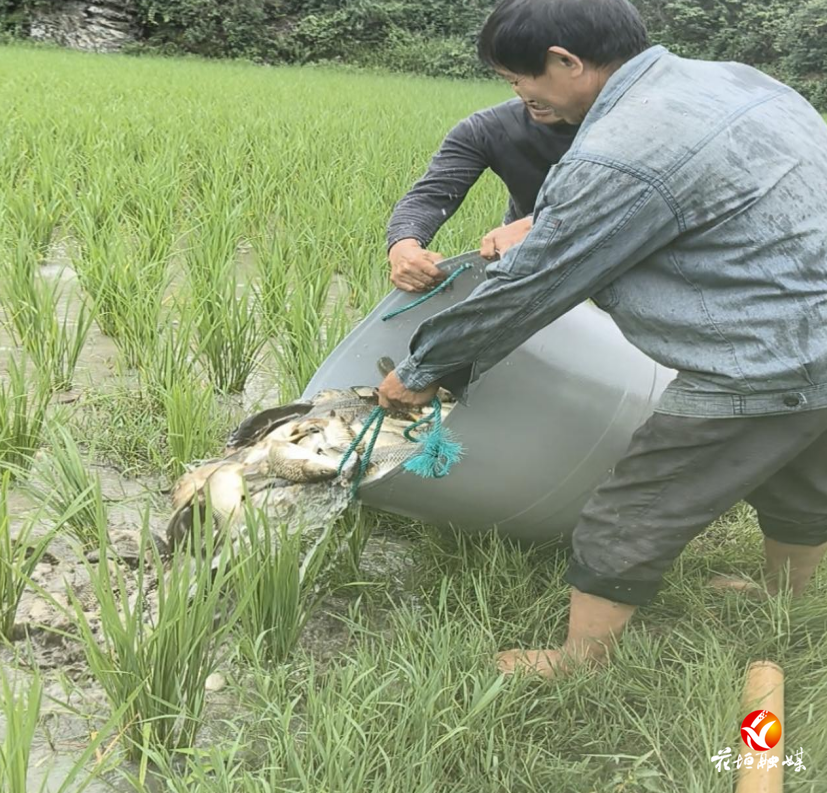 鱼苗入田，助力子腊贡米飘香！