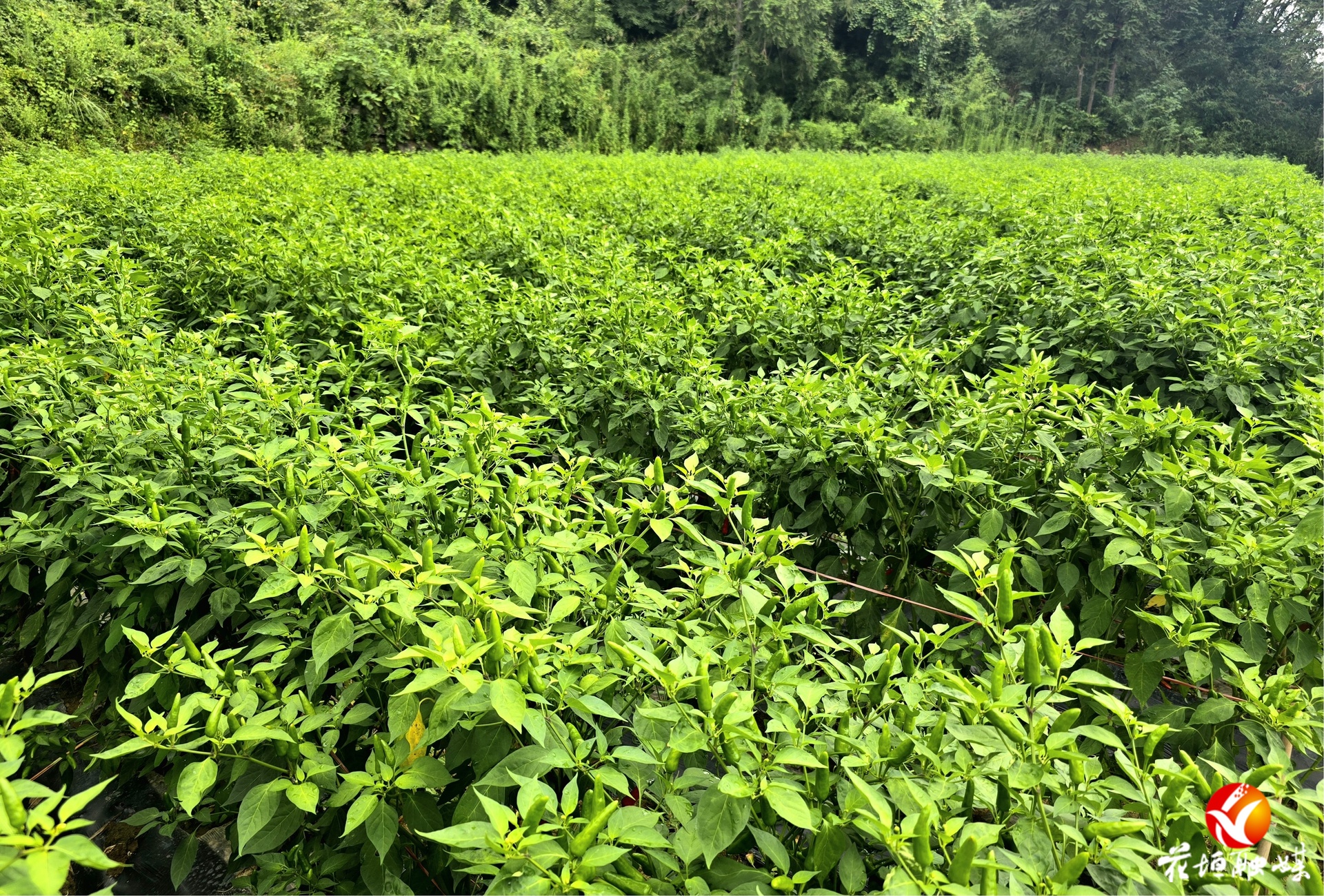小果農業(yè)“火辣”產業(yè)別樣“紅”