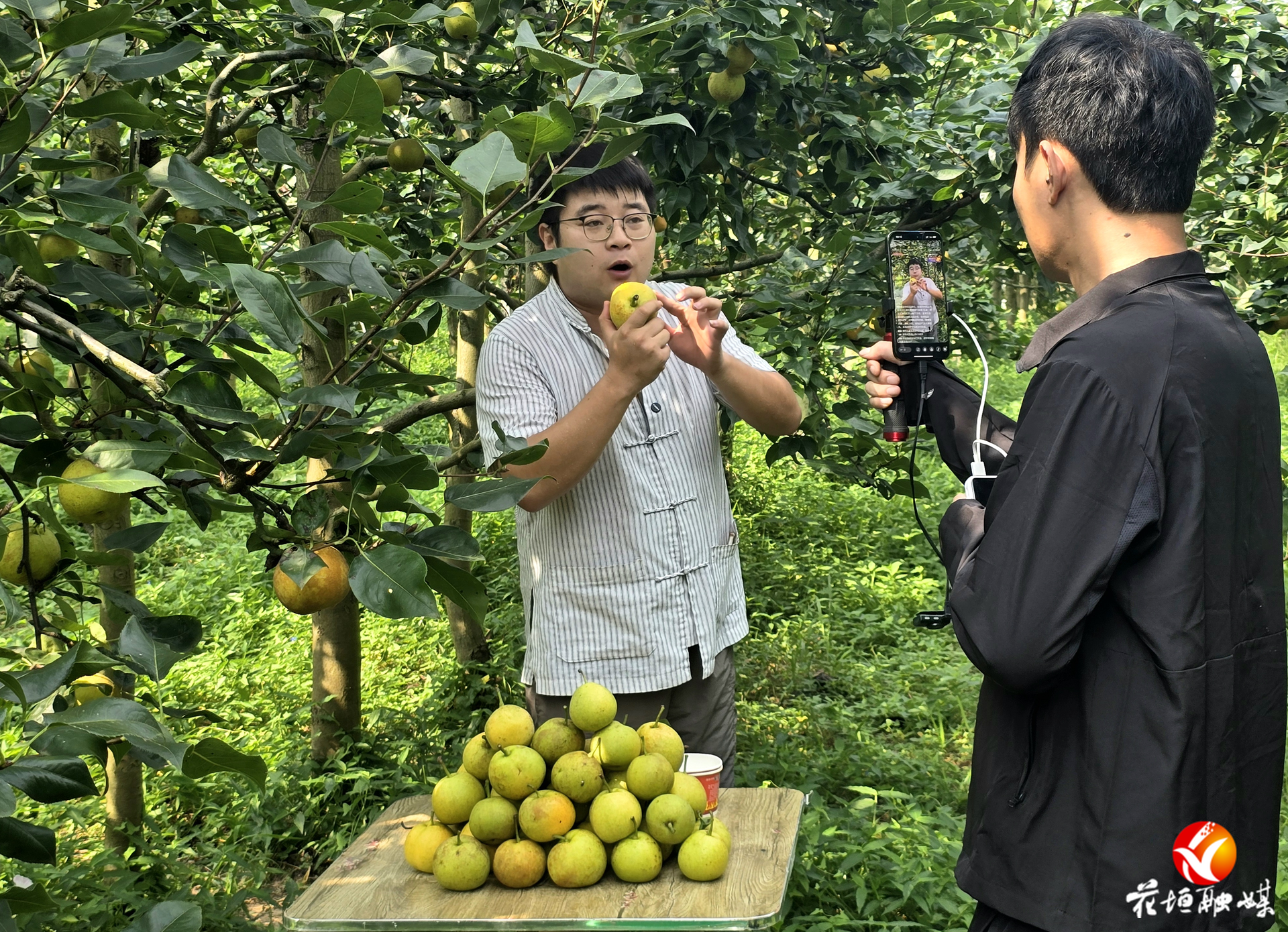花垣公益直播中心：愛心接“梨” 助力果農(nóng)解決銷售難題