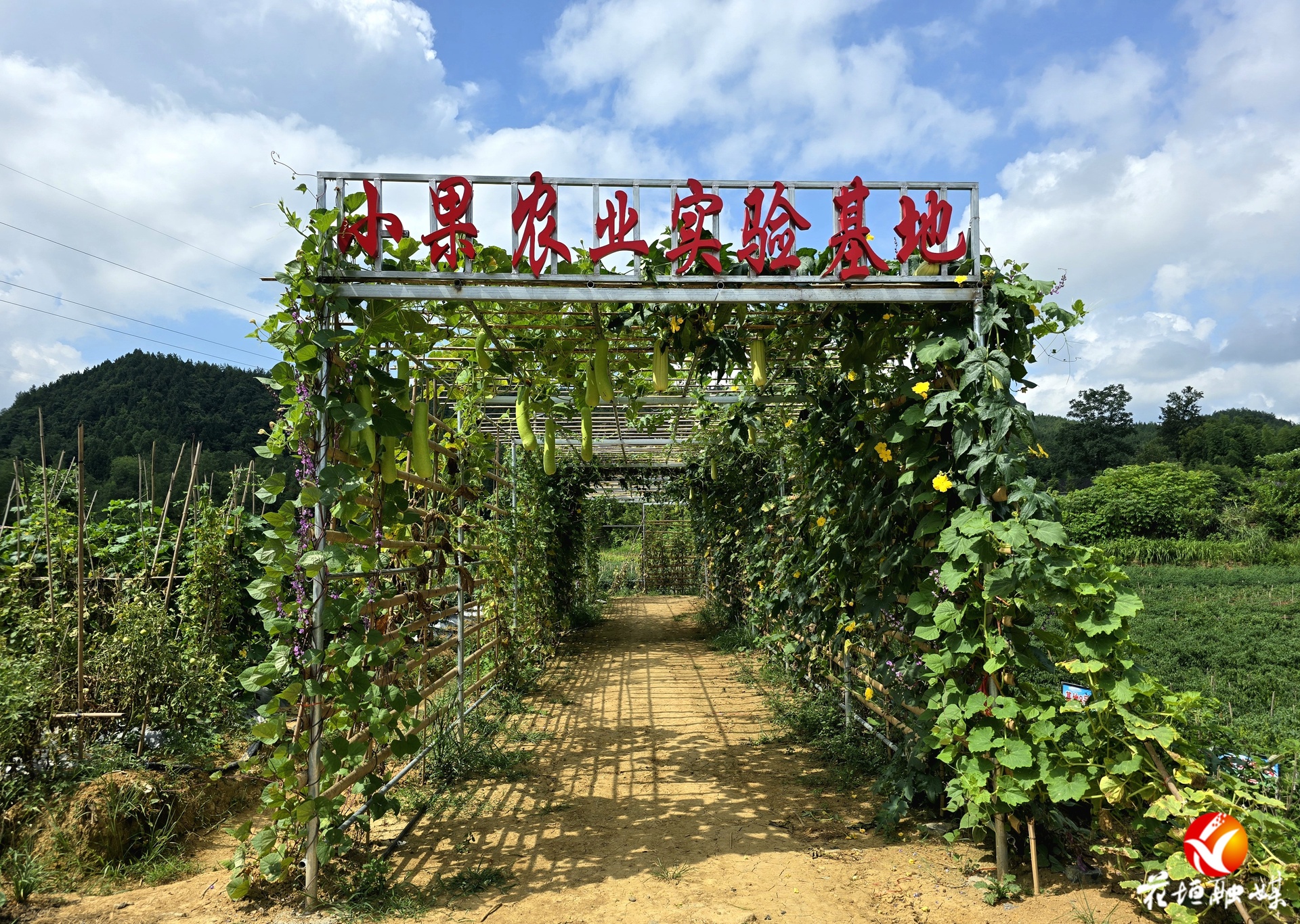 小果農業(yè)：打造“辣椒基因庫” 助力農民增收