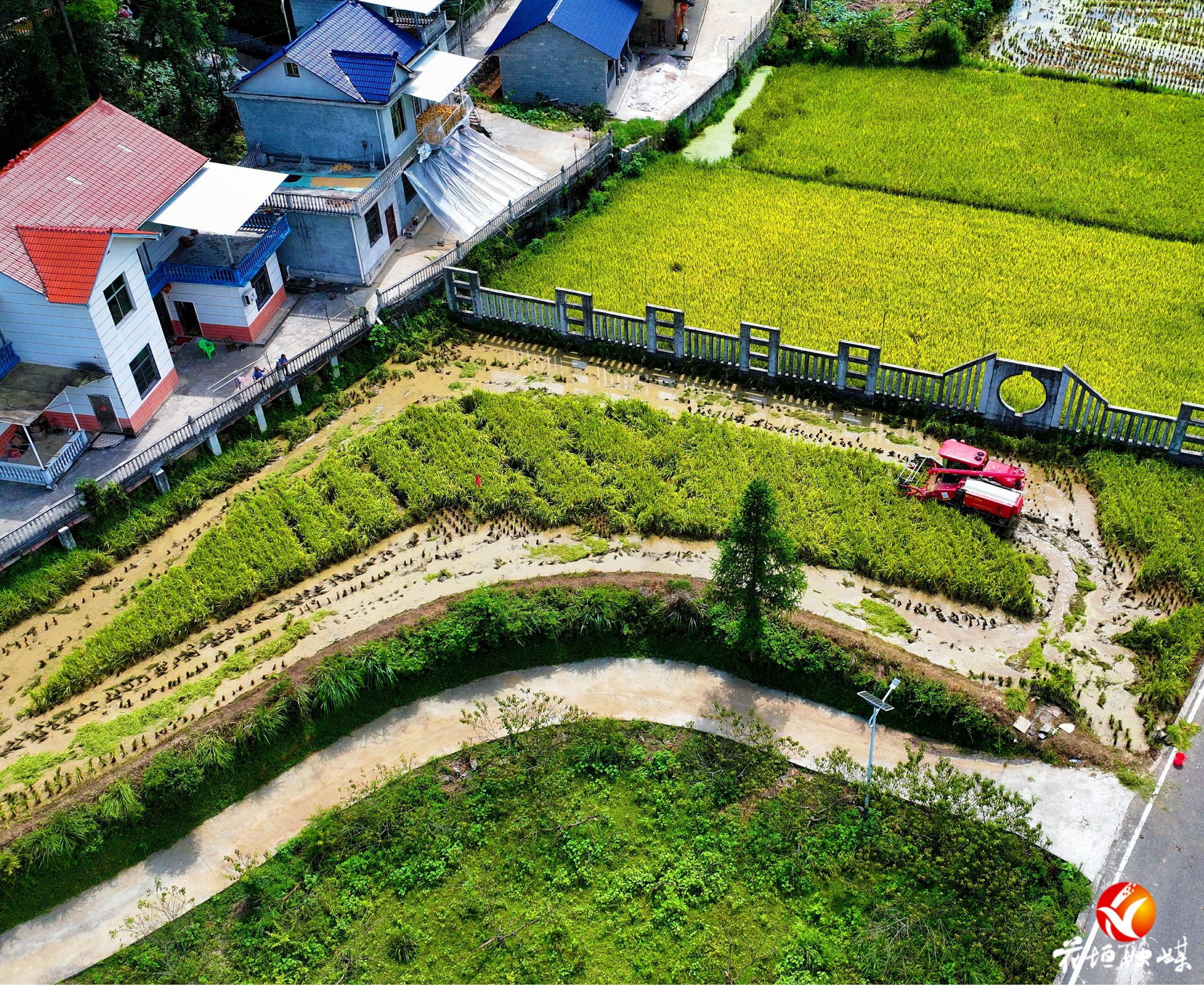 麻栗場鎮(zhèn)新科村：機械化高效收割，按下水稻豐收“加速鍵”