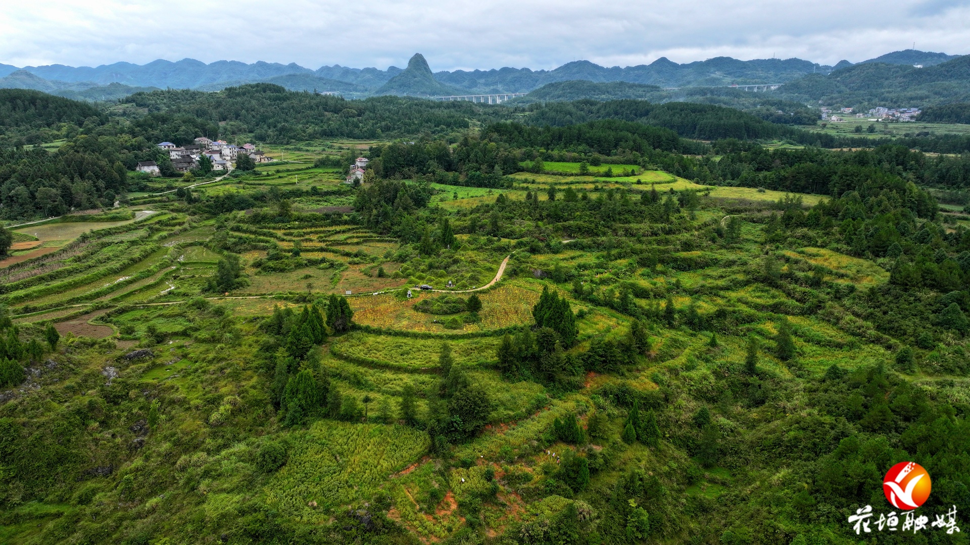 麻栗场镇各鱼村：130亩急性子喜获丰收 “小药材”成“富民良方”