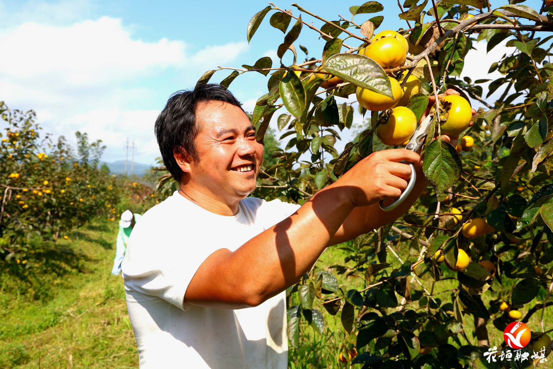 国庆、中秋“双节”甜蜜暴击！龙潭镇双坪村太秋甜柿进入采摘期