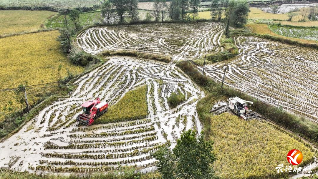 吉卫镇最后一批稻谷开镰收割，“花垣粮仓”丰景如画