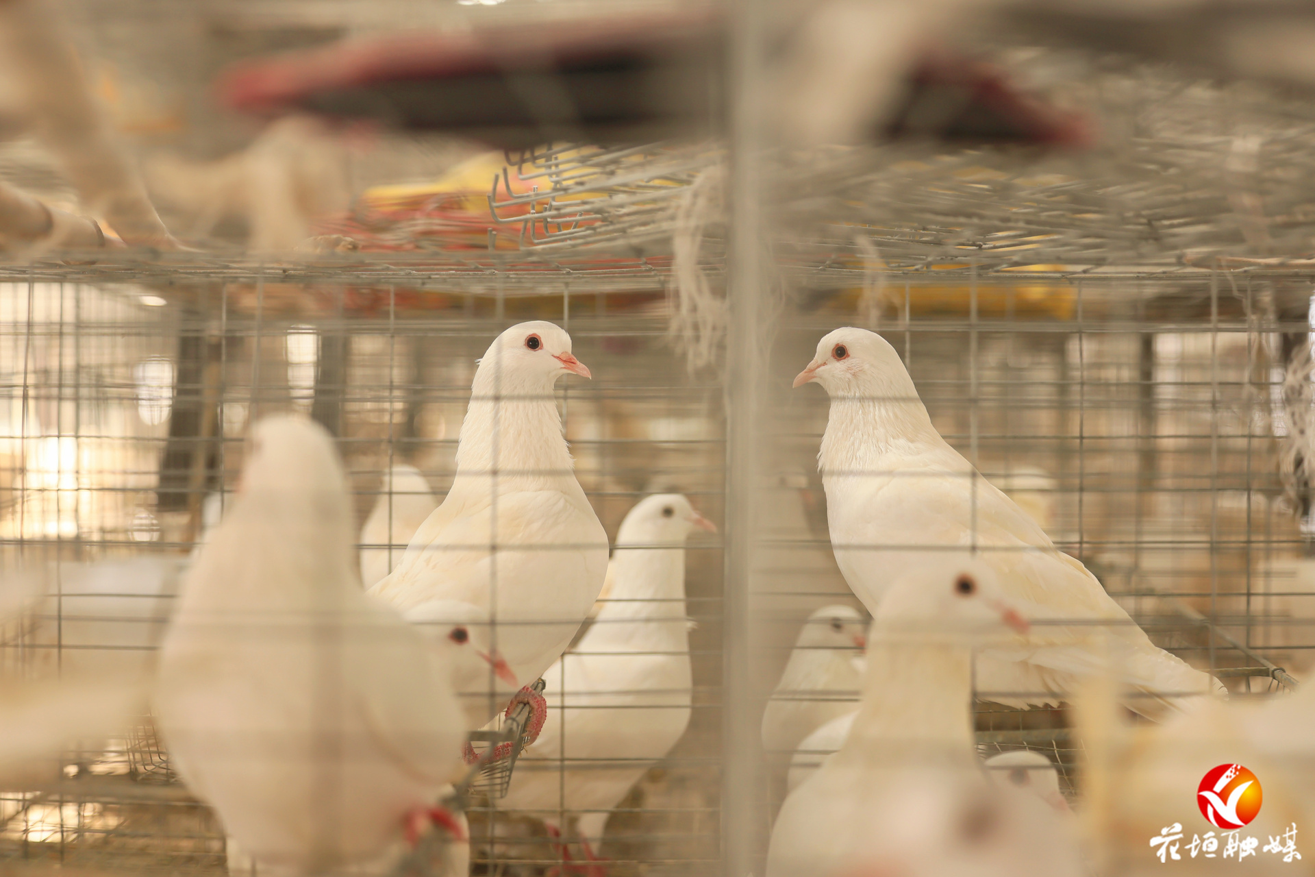 麻栗场镇五龙村：3万羽肉鸽“飞”出致富路