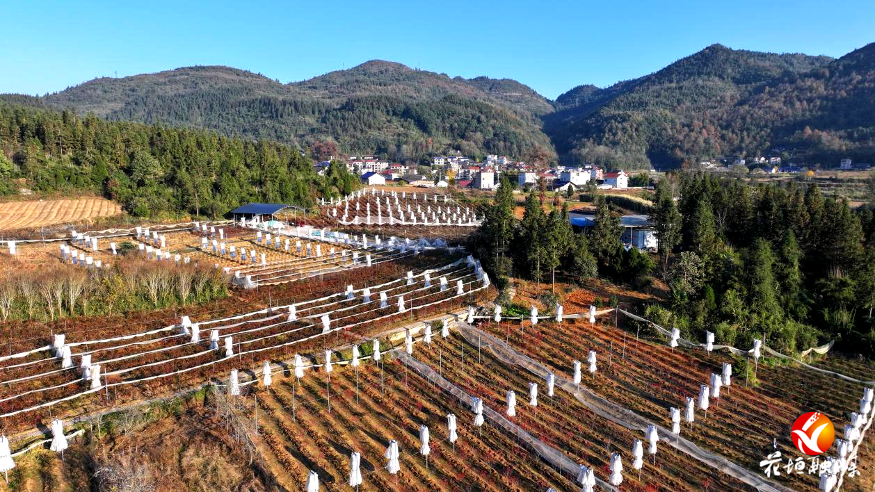 长乐乡七里坪社区：蓝莓园冬季施肥忙，打造绿色“莓”好产业