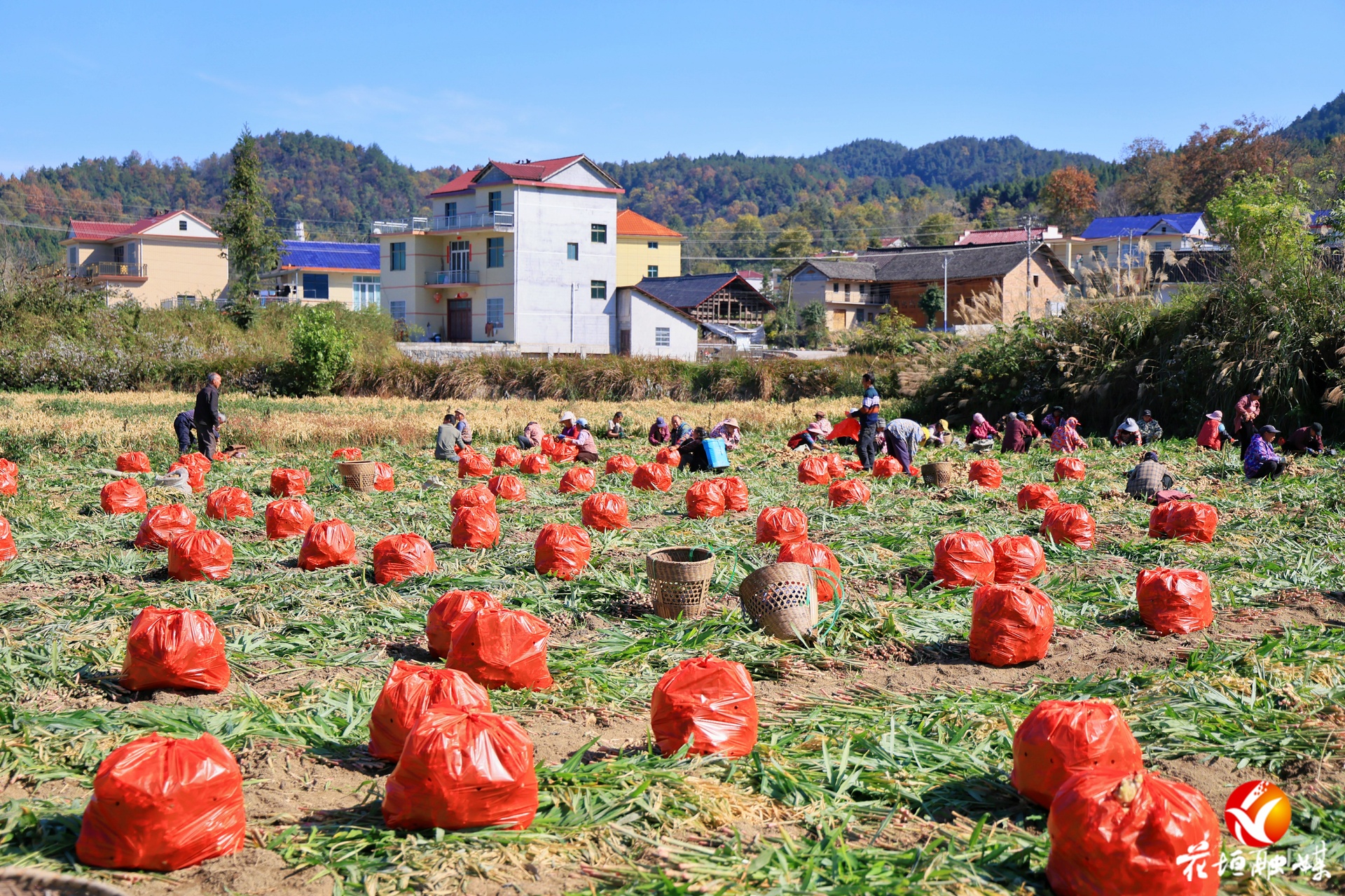 麻栗场镇五龙村：生姜丰收季 田间采收忙