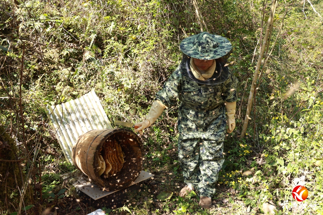 3000斤百花蜜！花垣深山“甜蜜之约”如期而至