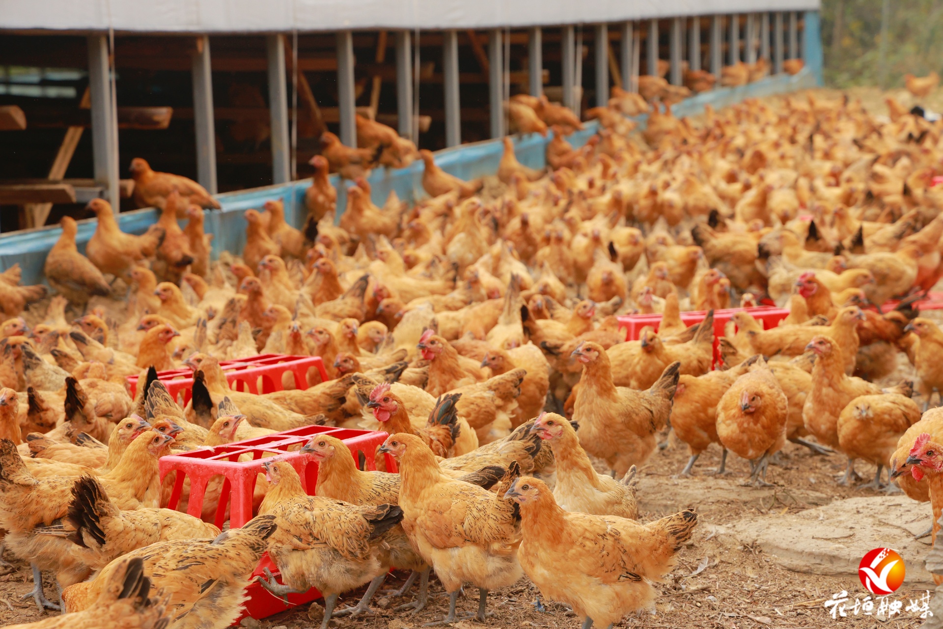 从“尾矿村”到“产业村”——花垣县猫儿乡铅厂村的转型之路