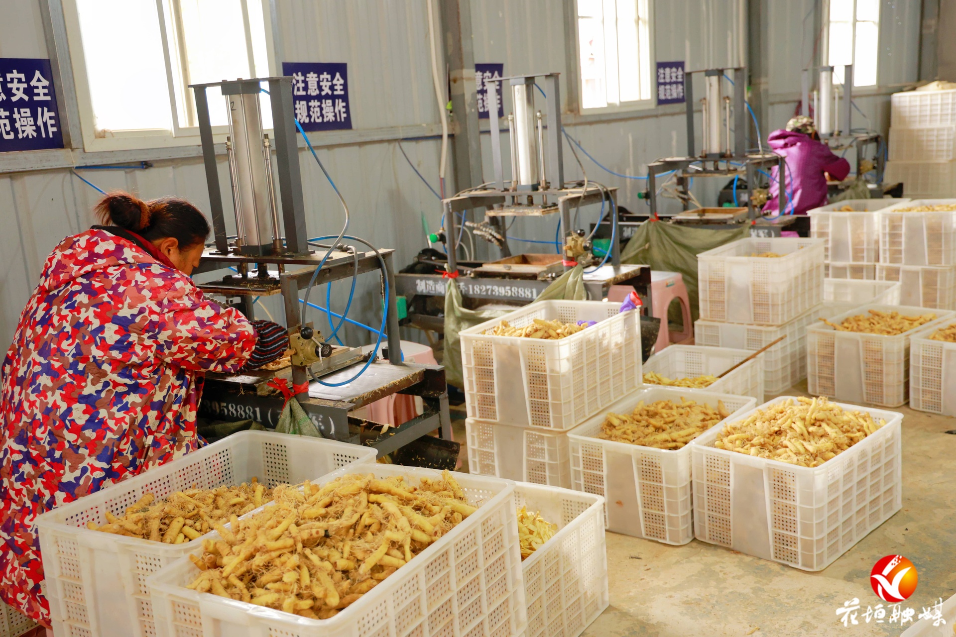 猫儿乡：闲置厂房焕新生 玉竹产业促增收