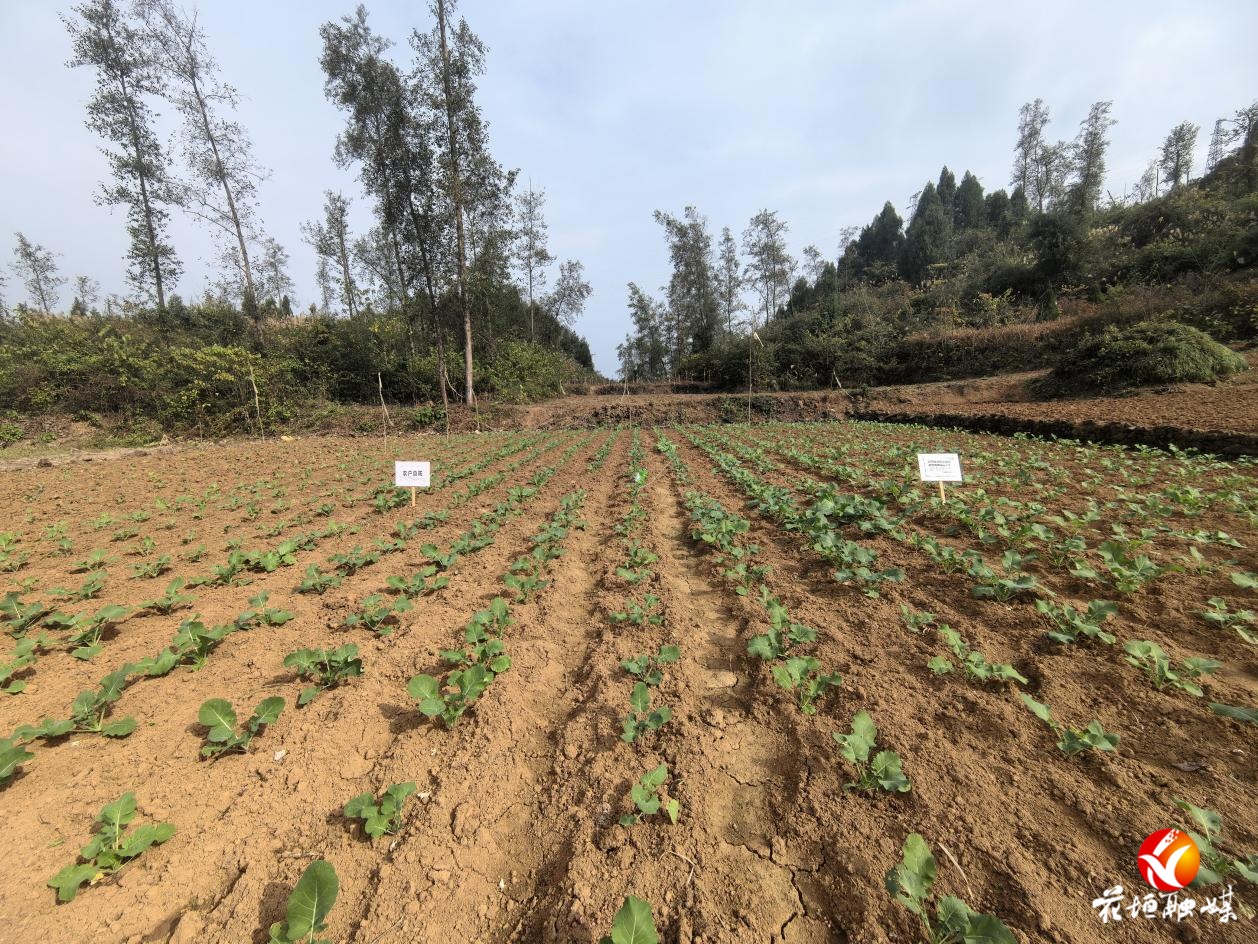 保苗护鸟两不误！花垣县试验探索绿色防鸟护农新路径
