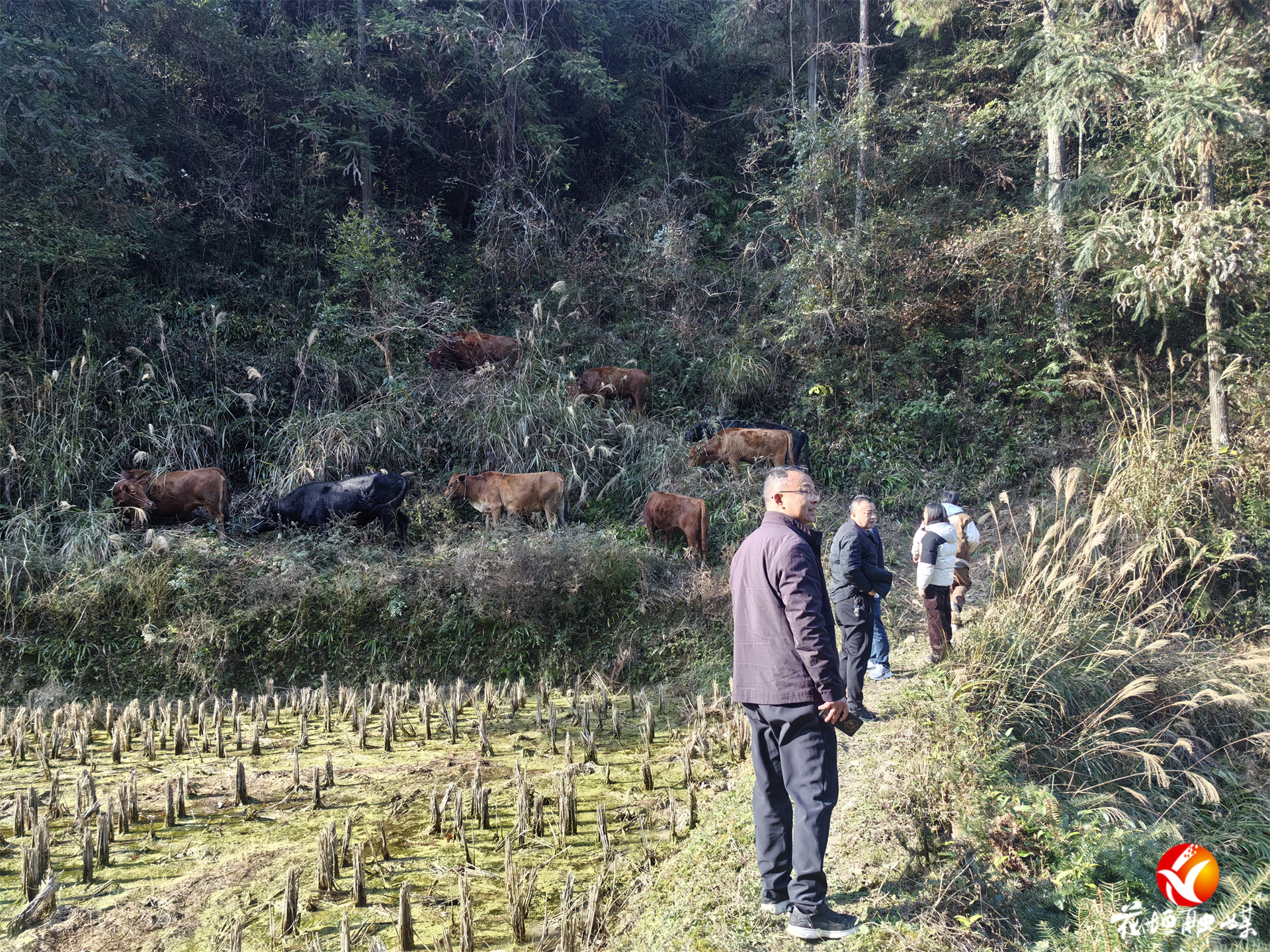 花垣肉牛培训破解养殖实操难题