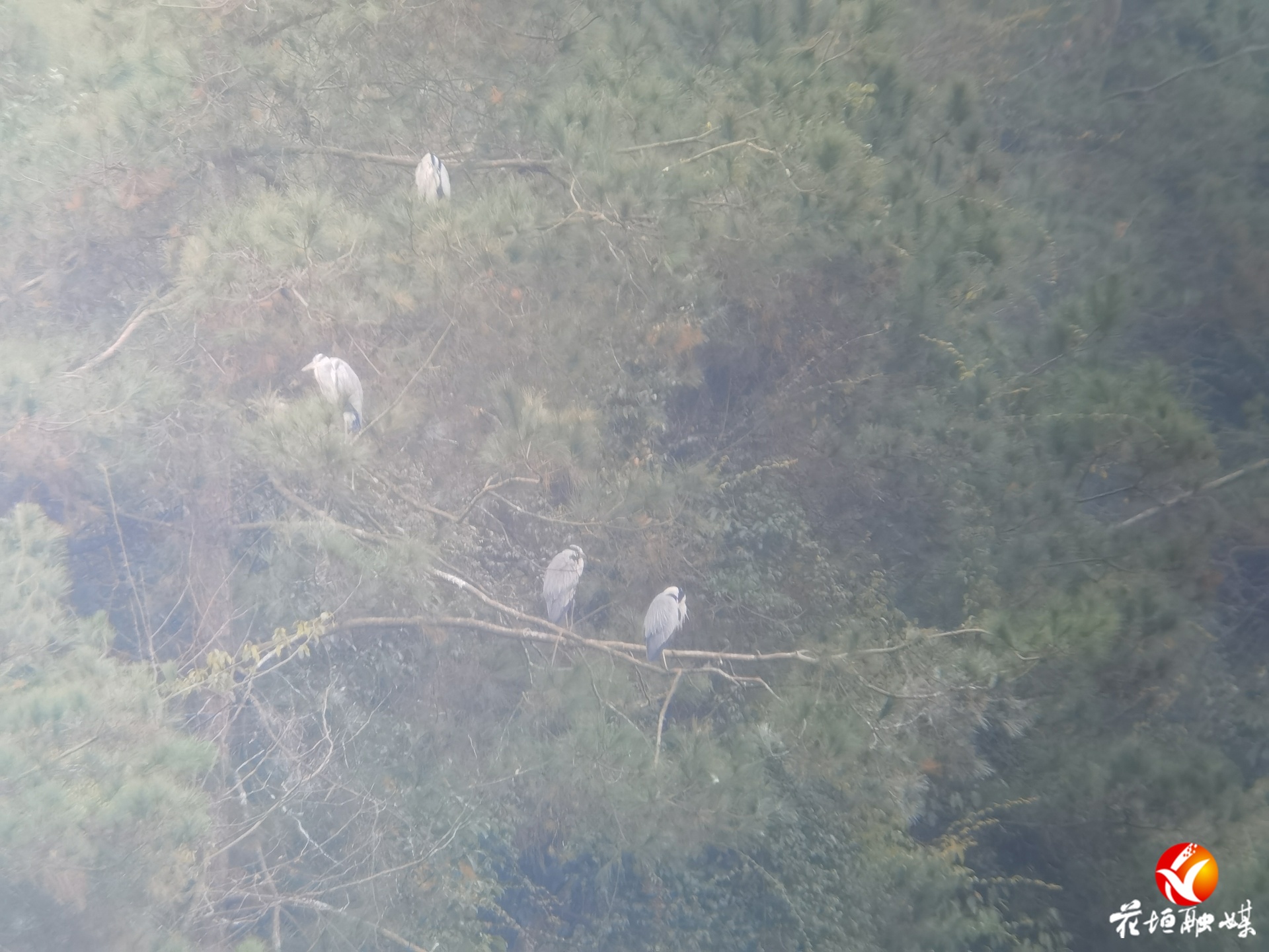 花垣启动2025-2026年越冬水鸟监测工作