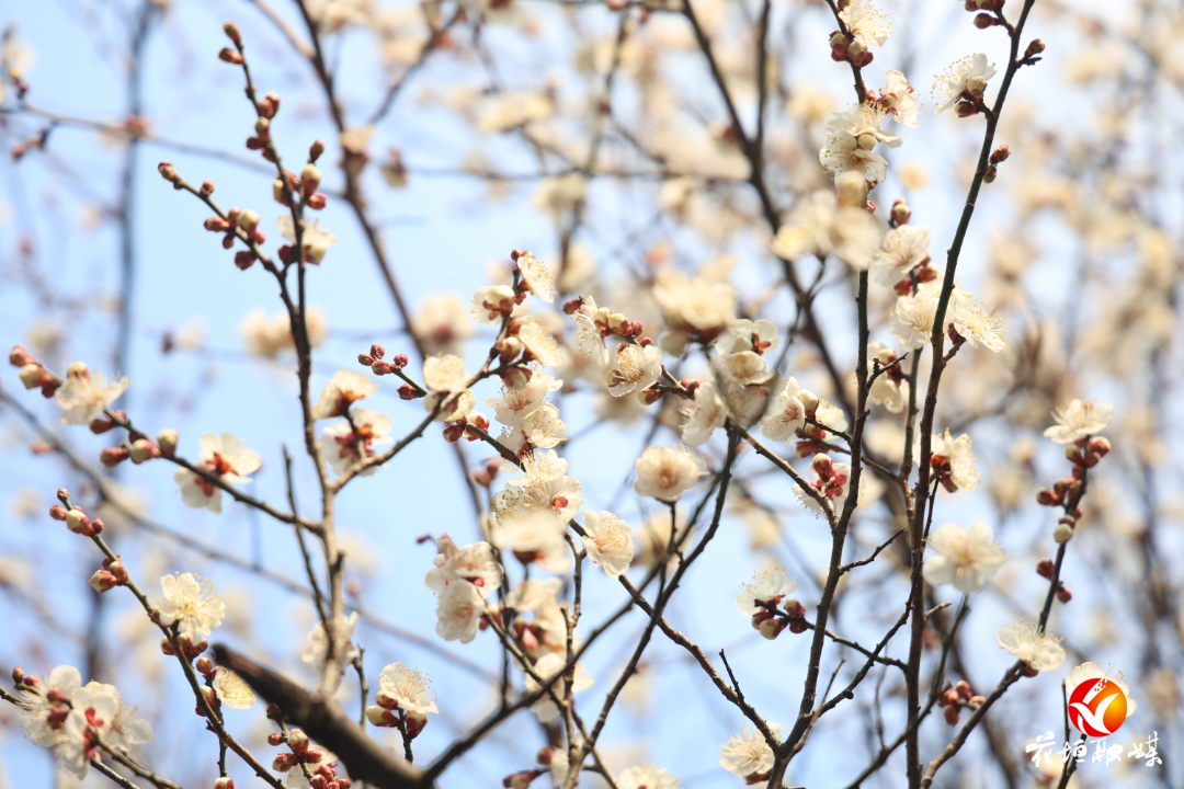 边城公园寒梅初绽，邀您共赏冬日雅韵