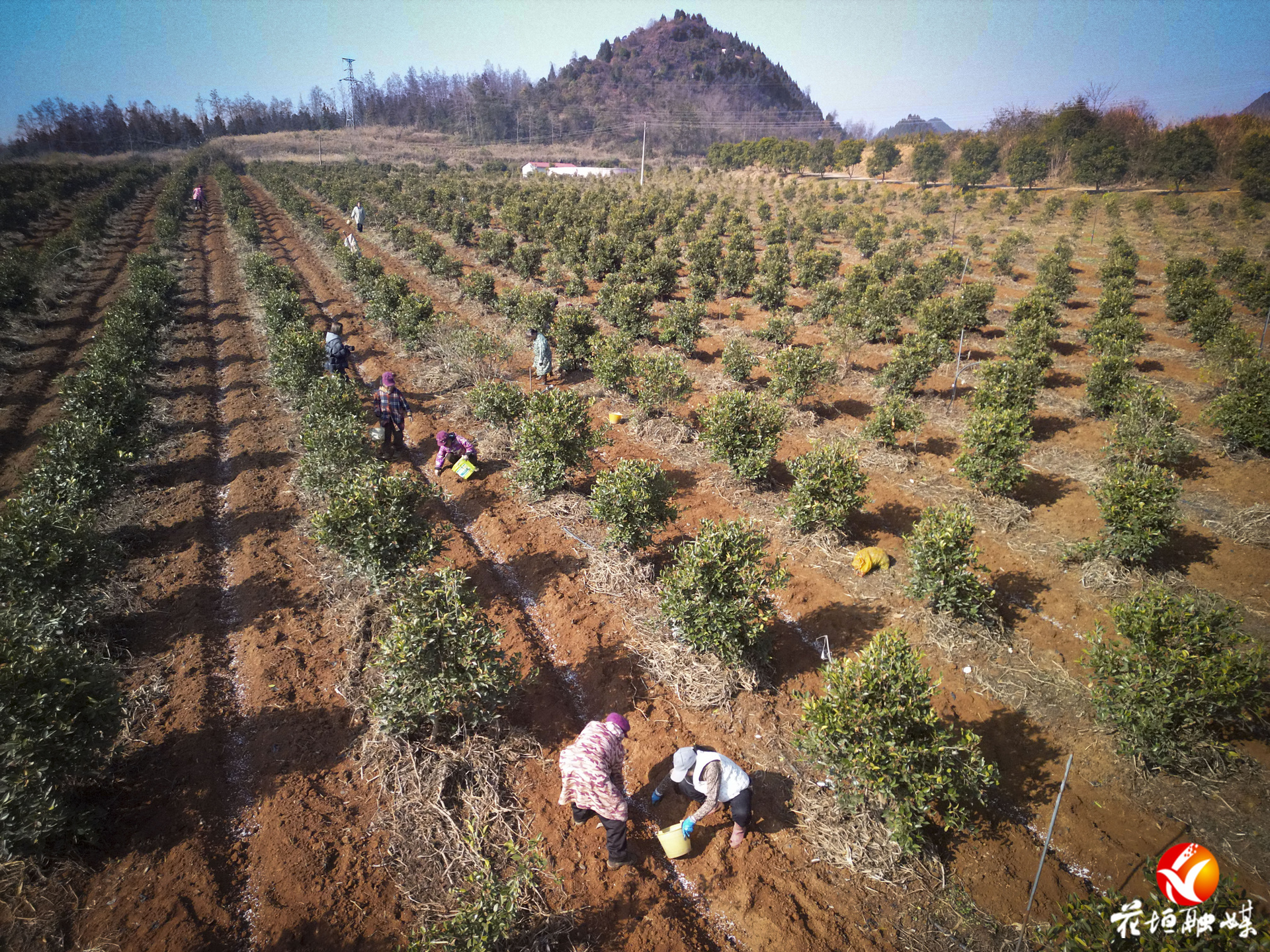 永丰油茶基地冬管正忙！套种模式实现“一地多收”