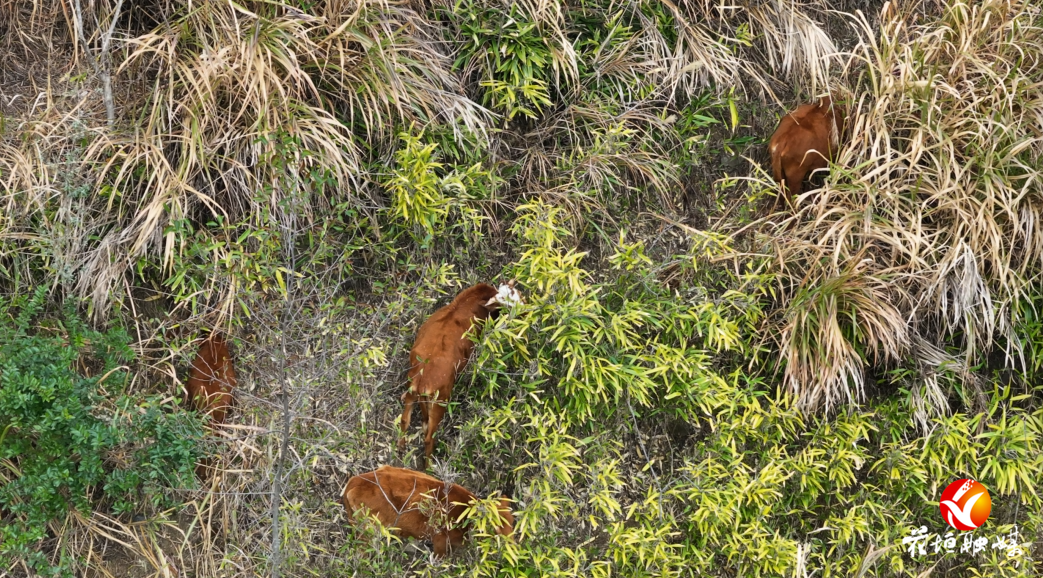 深山黄牛“跑”出致富路！花垣脱贫户“牛”转乾坤