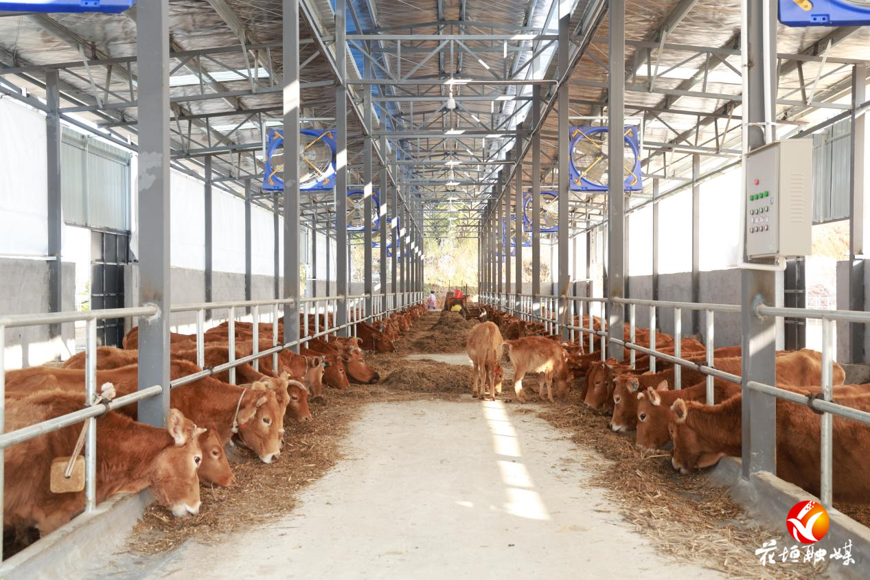 国家级湘西黄牛保种场在花垣投运，种业发展迈入新台阶