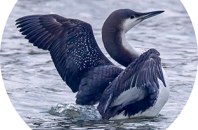 花垣发现黑喉潜鸟踪迹 ，属于湖南首次发现新记录物种